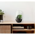 thumbnail image 2 of Bloomingville Large Egg Shaped Glass Terrarium, Clear, 2 of 9
