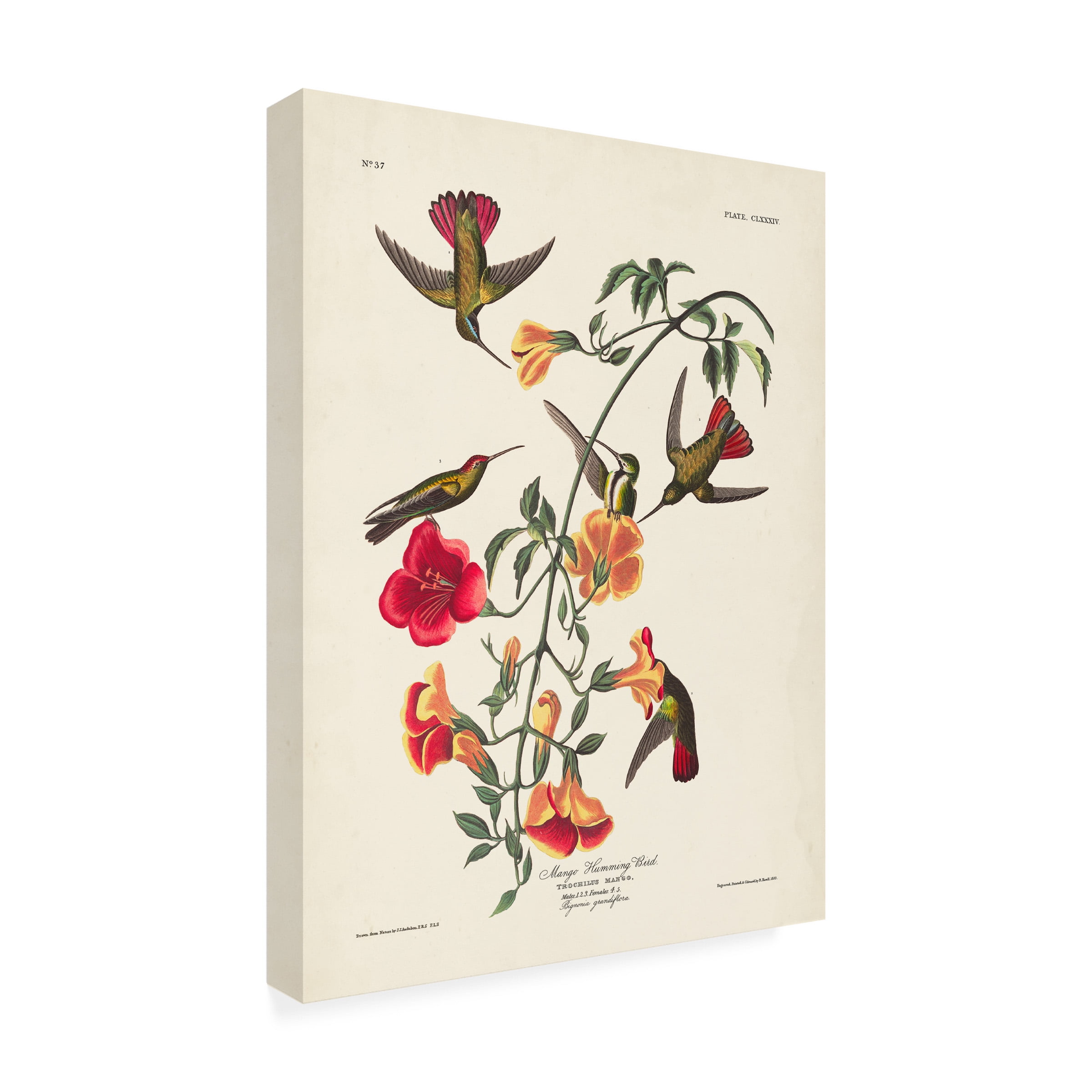 John James Audubon 'Mango Hummingbird' Canvas Art