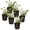 Eucalyptus, variant on Live Aromatic and Healthy Herb - Eucalyptus (6 Per Pack) - Natural Air Purifier - 8" Tall by 3" Wide in 1 Pint Pot