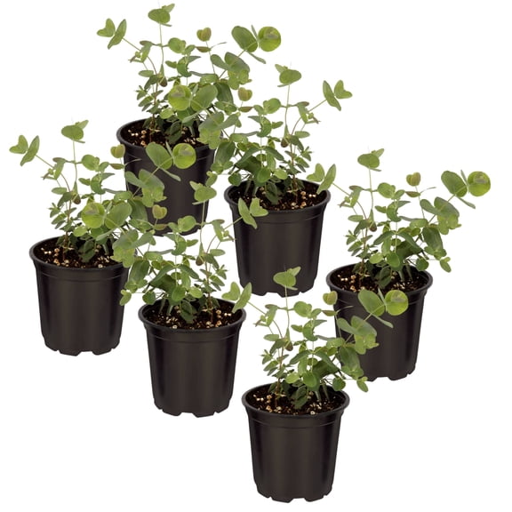 Live Aromatic and Healthy Herb - Eucalyptus (6 Per Pack) - Natural Air Purifier - 8" Tall by 3" Wide in 1 Pint Pot