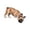 Tan French Bulldog, variant on Black French Bulldog Dog Door Topper Decor, Whimsical Peeking Pet Door Frame Corner Decoration for Doorway, Shelf, Window, Bedroom, Office and Animal-Themed Home Display