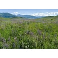 thumbnail image 2 of Zwick, Martin 14x11 White Modern Wood Framed Museum Art Print Titled - Wildflower meadow near the mountain road from Kazarman to mountain pass Urum Basch Ashuusu in the, 2 of 4