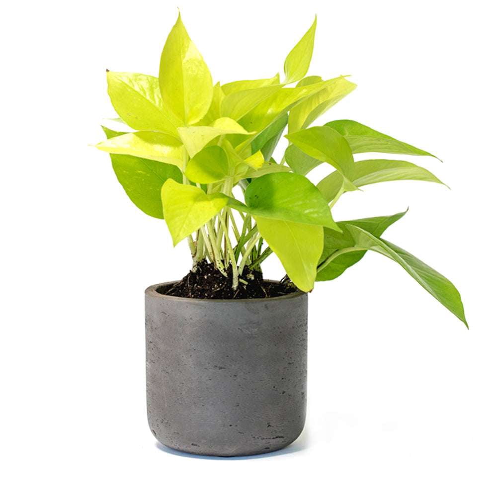 Pothos Neon Live Plant for Indoor | Different Houseplants in 4'' & 6'' Pot | Real House Plant for Living Room, Office, Desk & Bathroom | Neon Pothos | Epipremnum pinnatum