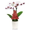 From You Flowers - Pink Pops Mini Christmas Orchid (Free Pot Included)
