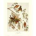 thumbnail image 2 of Audubon, John James 15x18 Gold Ornate Wood Framed with Double Matting Museum Art Print Titled - American Crossbill (decorative border), 2 of 4