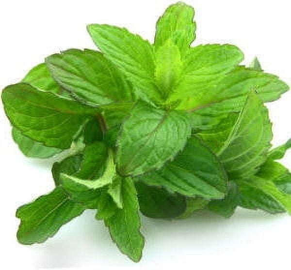 Spearmint Essential Oil 1 fl oz (30 ml) - 100% Pure and Natural by Silky Scents