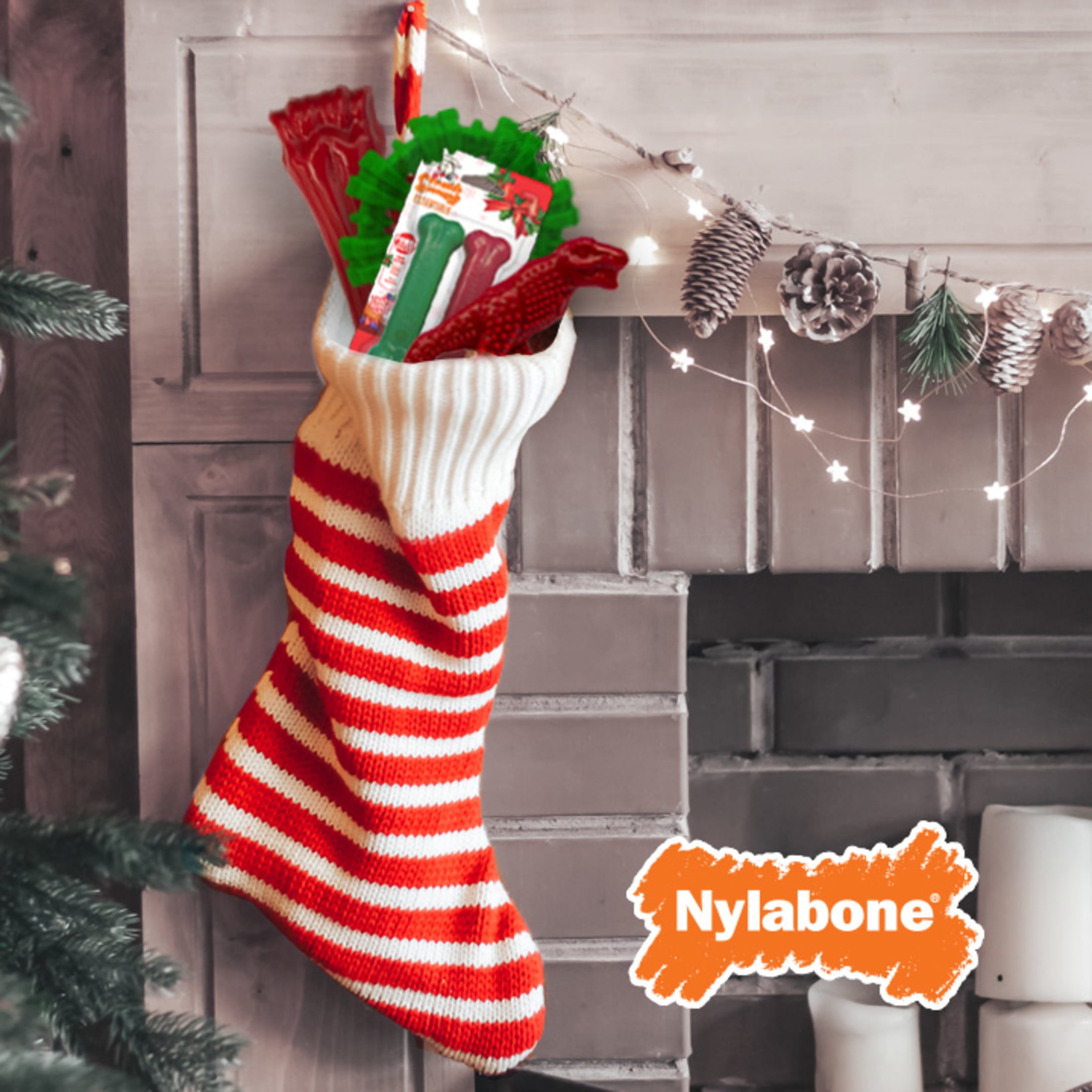NYLABONE REG
