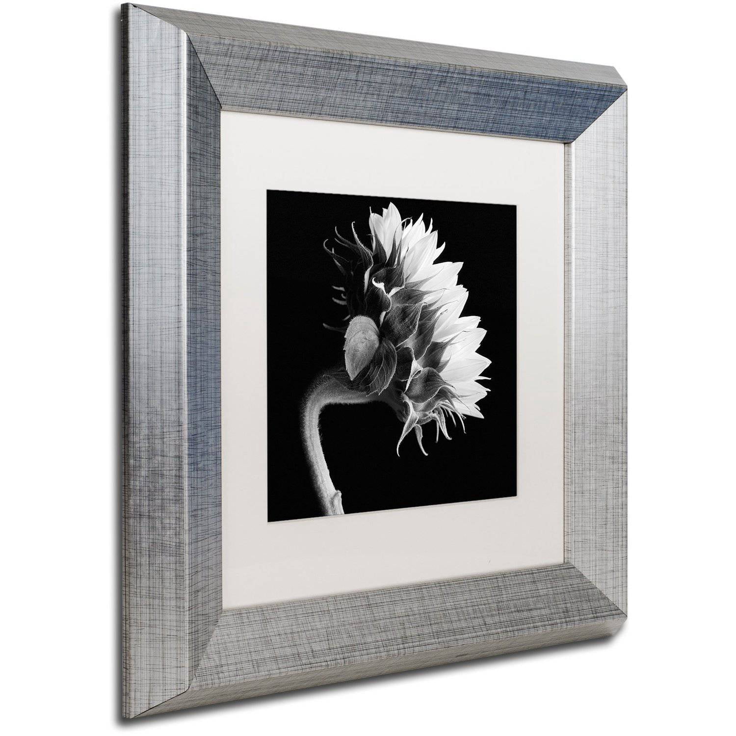 Trademark Fine Art "Sunflower" Canvas Art by Michael Harrison White Matte, Silver Frame
