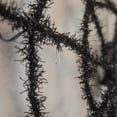 thumbnail image 2 of Black Light Up Spider Web LED Front Door Decor Outdoor XL Cobweb Halloween Prop, 2 of 4