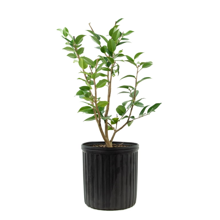 dracaena compacta janet craig Dracaena Janet Craig Compacta Cane – Lush Plant Co. Decatur main image 1