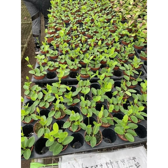 BubbleBlooms Hoya Cumingiana Wholesale Bulk 2 inch 45-Pack Small Leaf Variety