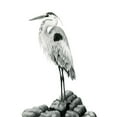 thumbnail image 3 of Popp, Grace 19x24 Black Modern Framed Museum Art Print Titled - Shoreline Heron in BandW II, 3 of 5