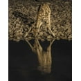 thumbnail image 2 of Kaveney, Wendy 12x14 Gold Ornate Wood Framed with Double Matting Museum Art Print Titled - Namibia, Etosha NP Drinking giraffe at night, 2 of 4