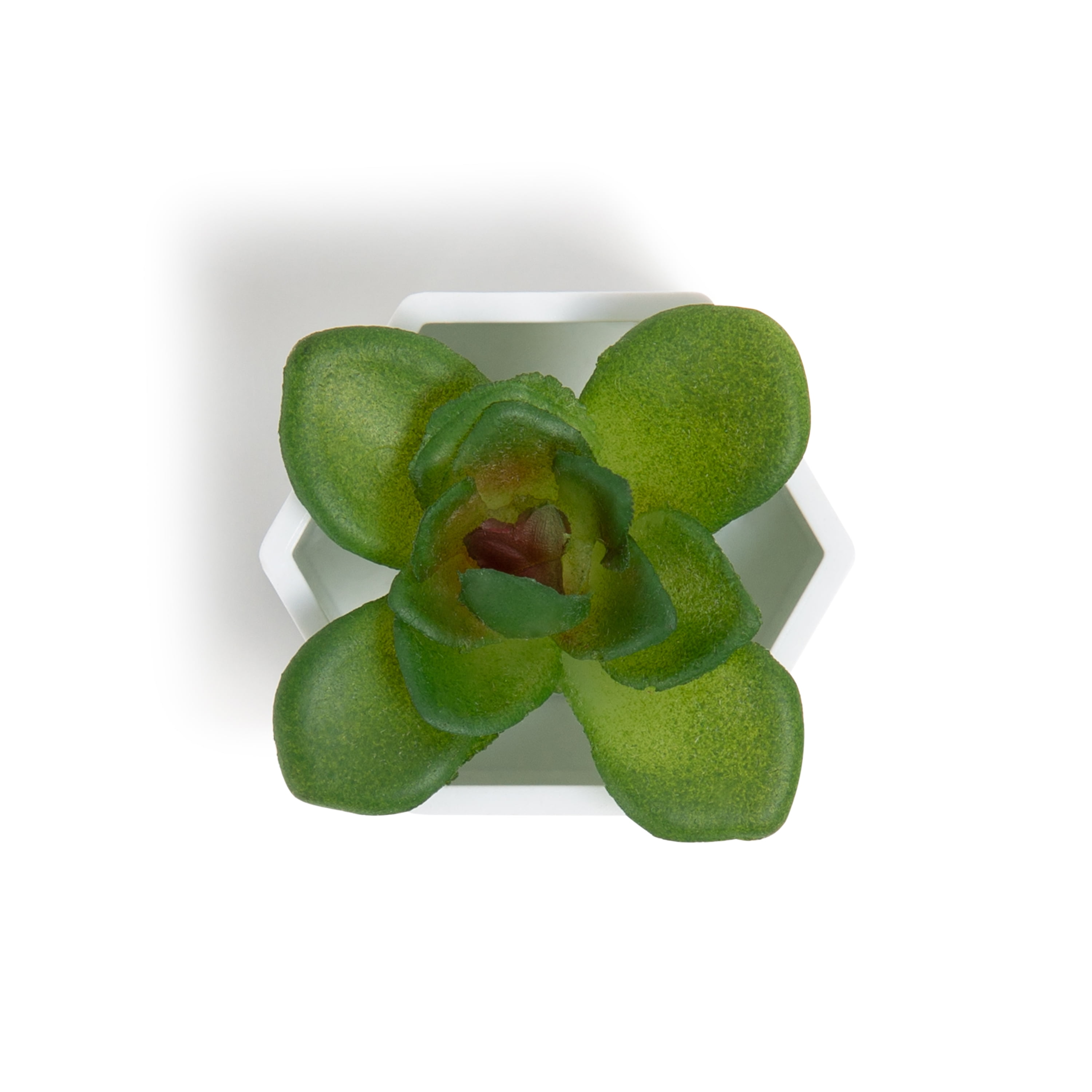 U Brands Hexagonal Succulent Magnets, Strong-Hold, Assorted Designs, 3 Count, 0.02 lb