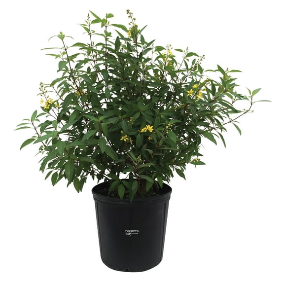 Nature's Way Farms Thryallis Live Plant (25-30 in. Tall) in Grower Pot