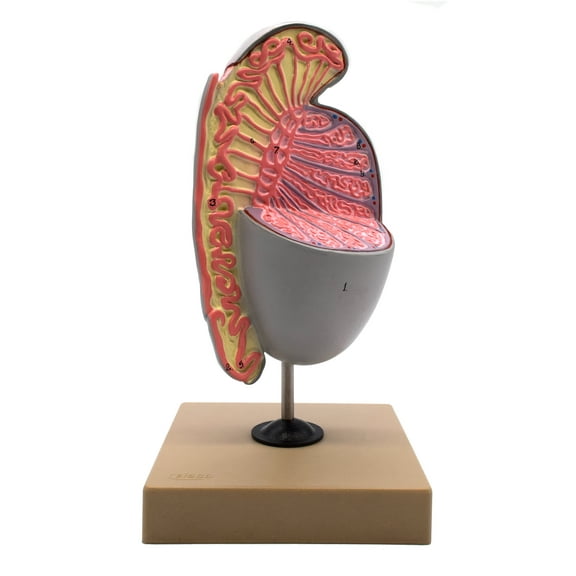 Human Testicle Model, Three Dimensional, with Hand Painted Details - Mounted on Stand, 9" tall - Eisco Labs