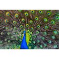 thumbnail image 4 of Peacock, 4 of 4