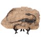 thumbnail image 1 of Simulación de fósil de dinosaurio, artesanía decorativa, adorno fósil de resina, mini fósil de dinosaurio de escritorio., 1 of 6
