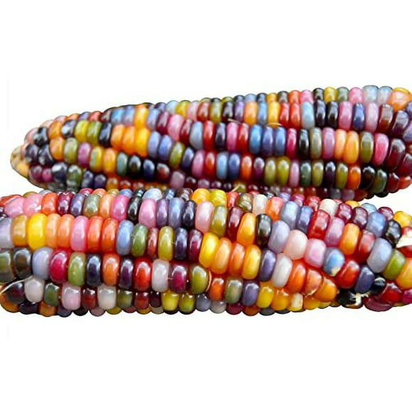 100 glass gem corn Seeds Non-gMO Popcorn Delicious Jewel-Toned, glass-Like Kernels, grown in USA Rare Ornamental and Edible HARLEY SEEDS