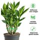 thumbnail image 3 of 8 estacas de soporte para plantas, estacas de plástico reutilizables para trepar plantas de interior con 8 clips de fijación, tallos flexibles para un crecimiento óptimo, ideales para, 3 of 7
