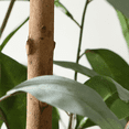 thumbnail image 4 of 4FT Artificial Eucalyptus Plants with White Velve Leaves and Natural Trunk, 4 of 7