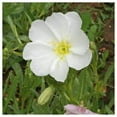 thumbnail image 4 of Everwilde Farms - 2000 Pale Evening Primrose Native Wildflower Seeds - Gold Vault Jumbo Bulk Seed Packet, 4 of 5