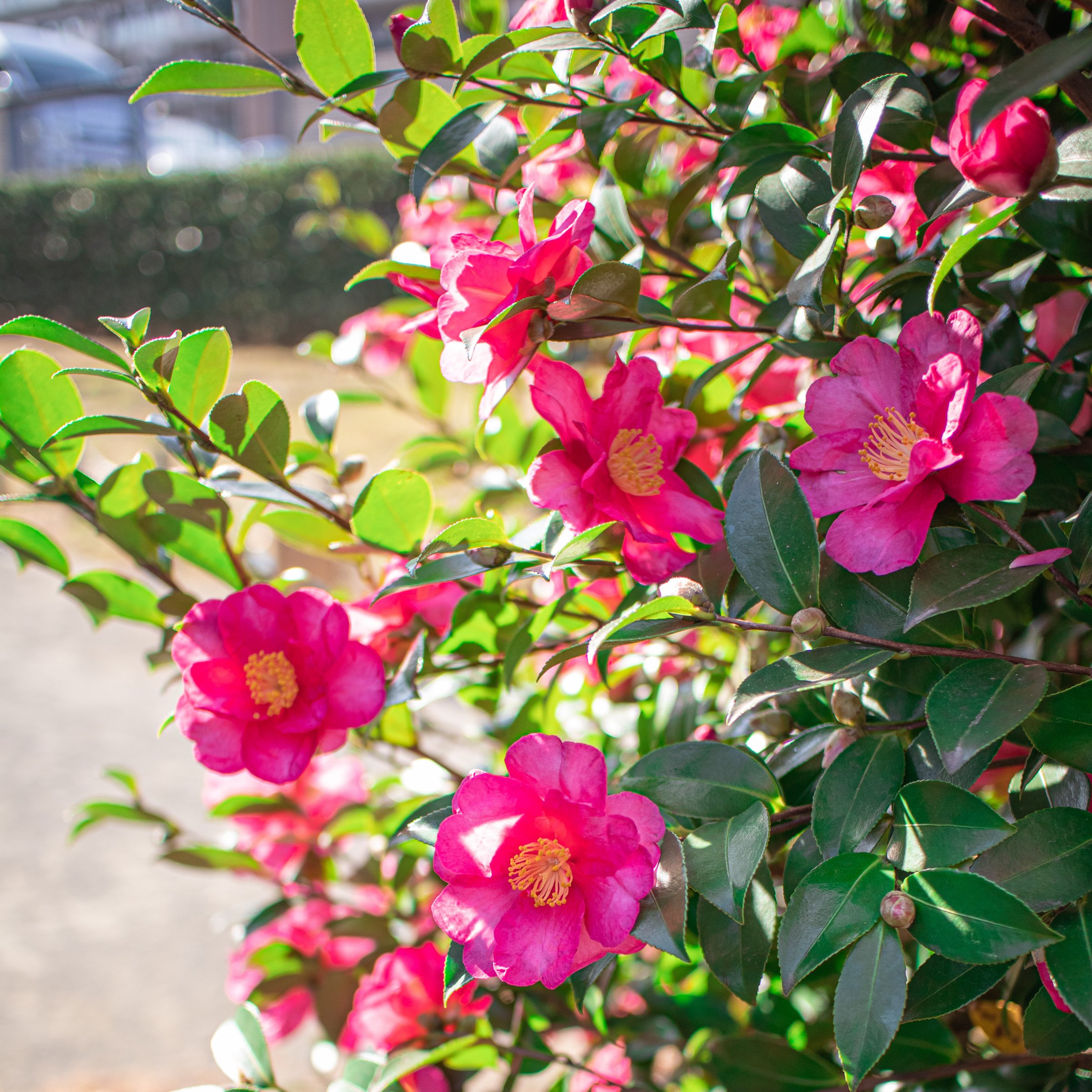 National Plant Network 3 gal. Camellia Sasanqua Rose of Autumn Shrub