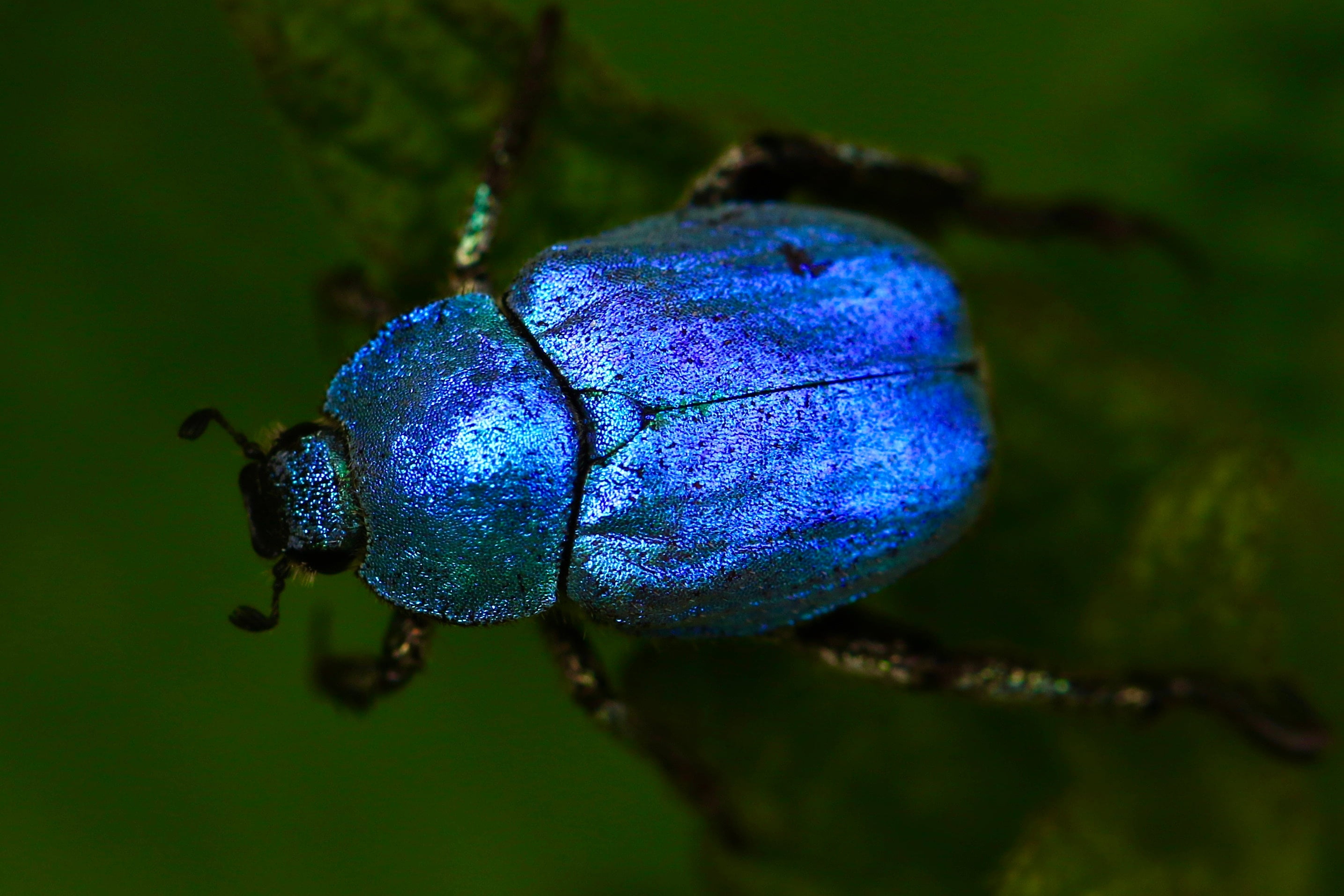 Macro Shot Of Blue Beetle12 Inch BY 18 Inch Laminated Poster With