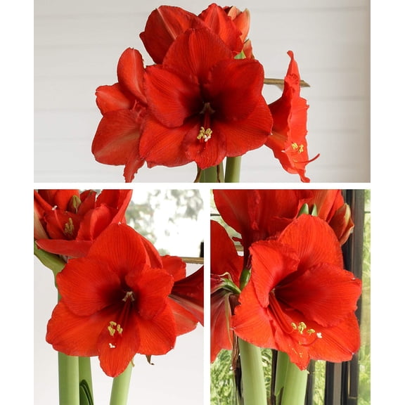 Amaryllis 3-Pack: Red