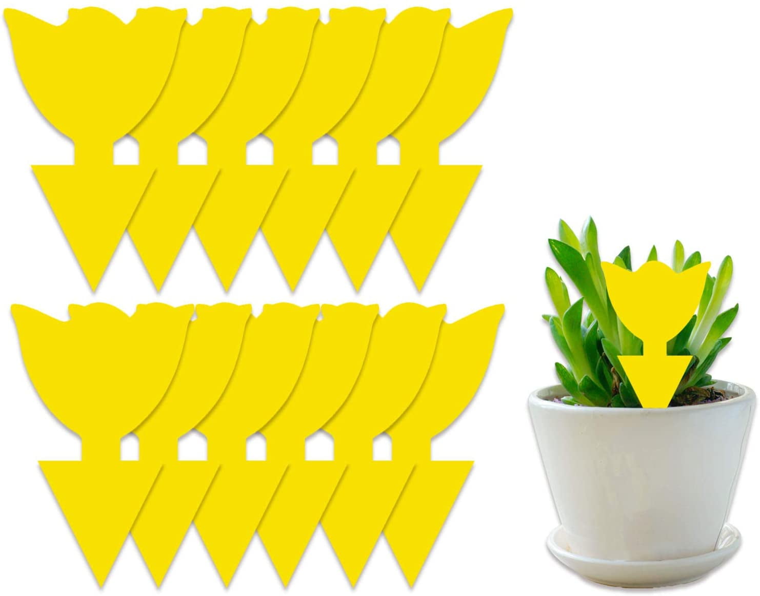 Visland 30Pack Yellow Sticky Traps Gnat Traps, Fungus Gnat Traps Fruit Fly  Trap for Indoors, Gnat Sticky Trap for Plants Insect Trap House Plant Sticky  Gnat Killer Indoor and Outdoor 