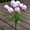 Purple, variant on 1 Pc 9 Heads Tulips Artificial Flowers, 15.8 Inch Real Touch PU Faux Flowers, Fake Tulips Stems for Spring Summer Bouquet Floral Room Table Party Wedding Easter Valentines Day Decorations Pink