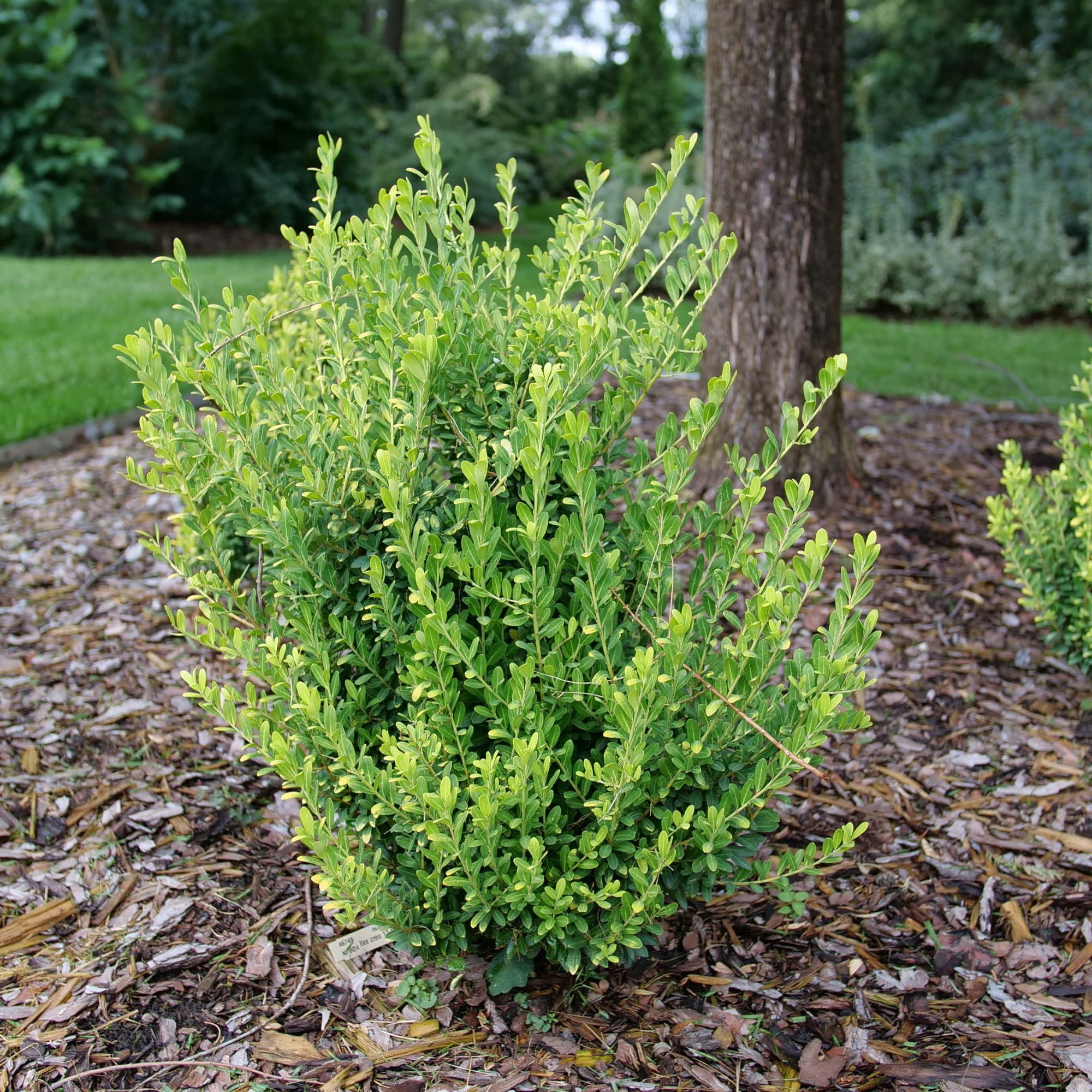 Proven Winners ColorChoice 5" Glow Pop Japanese Holly Live Plant in 4.5" Pot (4 Count)