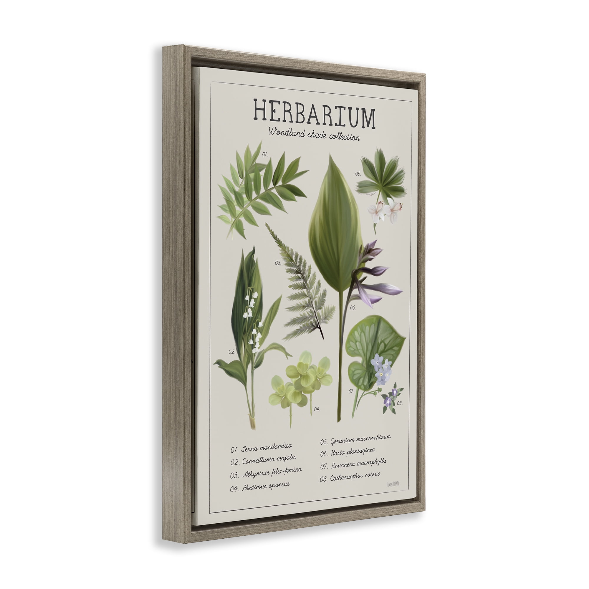 Stupell Industries Herbarium Woodland Shade Collection Brown Framed Floater Canvas Wall Art, design by House Fenway