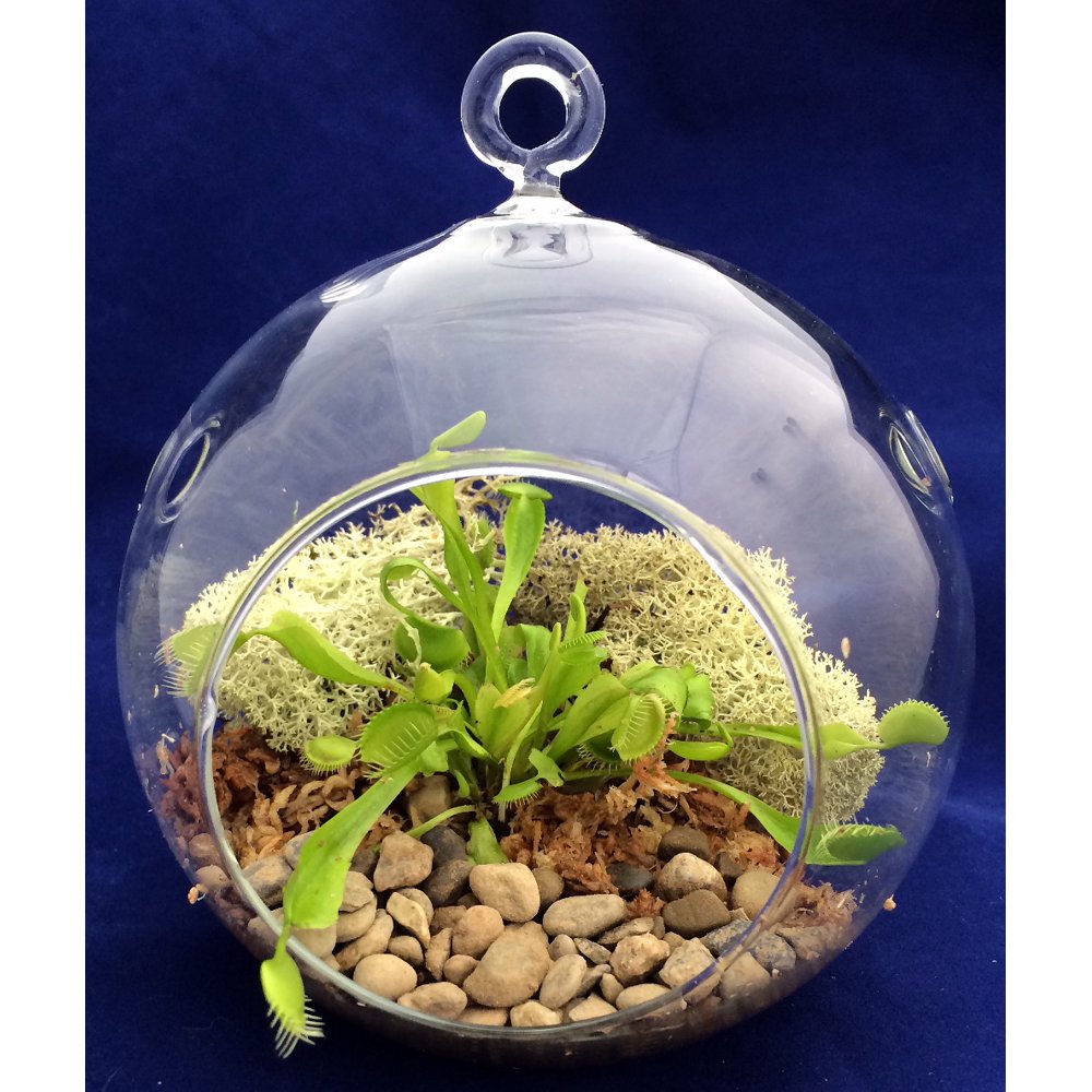 Round Hanging Venus Flytrap Terrarium Kit Great Gift! 5" Walmart