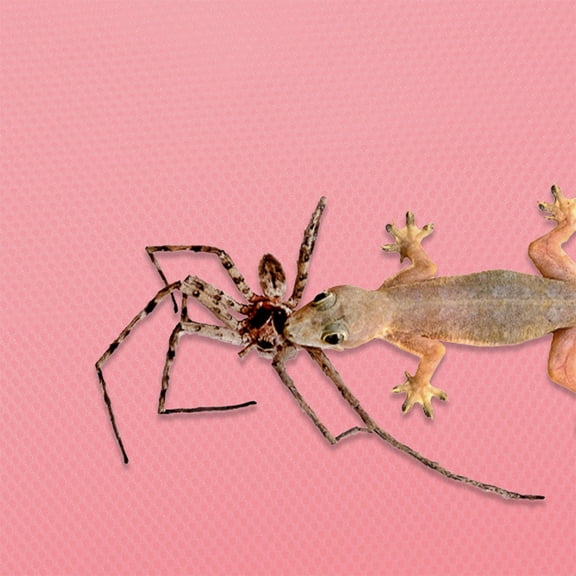 Bearded Dragon Tank Accessories Reptile Carpet EVA Terrarium Liner for Leopard Gecko Snake Lizard Tortoise 58.5x17.55 inch