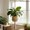 Coffee, variant on Diy Woven Hanging Basket Set with Cushioned Natural Thread Rope for Indoor and Outdoor Plants, Versatile Hanging Planter for Dwelling Balcony Patio Living Room and Kitchen Ornament