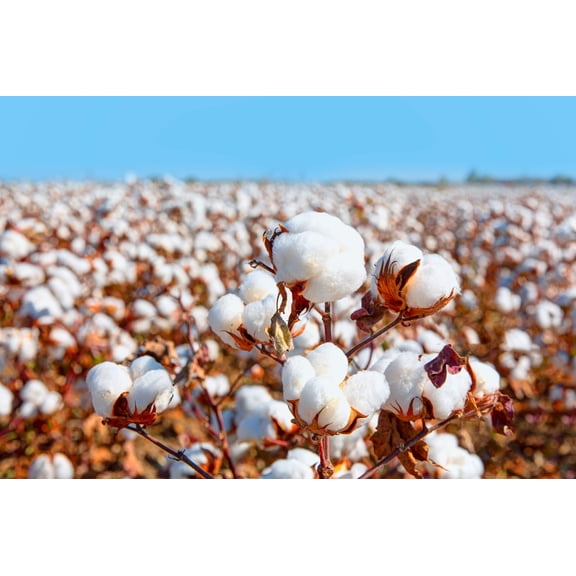 25 WHITE COTTON Gossypium Hirsutum Plant Seeds