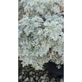 thumbnail image 2 of Artemisia 'Powis Castle 5 gallon pot - Get similar, 2 of 2