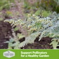thumbnail image 3 of 5 Packs Wormwood Seeds - Non-GMO Heirloom Perennial Full Sun to Partial Shade Herb, 3 of 7