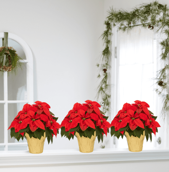 Holiday Time 1.5QT Red Poinsettia Live Houseplant Champagne Foil Cover Indirect Sunlight 3 Pack
