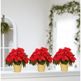 thumbnail image 3 of Holiday Time 1.5QT Red Poinsettia Live Houseplant Champagne Foil Cover Indirect Sunlight 3 Pack, 3 of 10