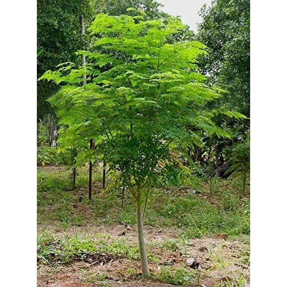 CZ Grain 30 Moringa Tree Seeds, Fresh Seeds and Easy to Grow