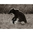 thumbnail image 3 of Fitzharris, Tim 18x15 Black Modern Framed Museum Art Print Titled - Grizzly bear Sepia, 3 of 5
