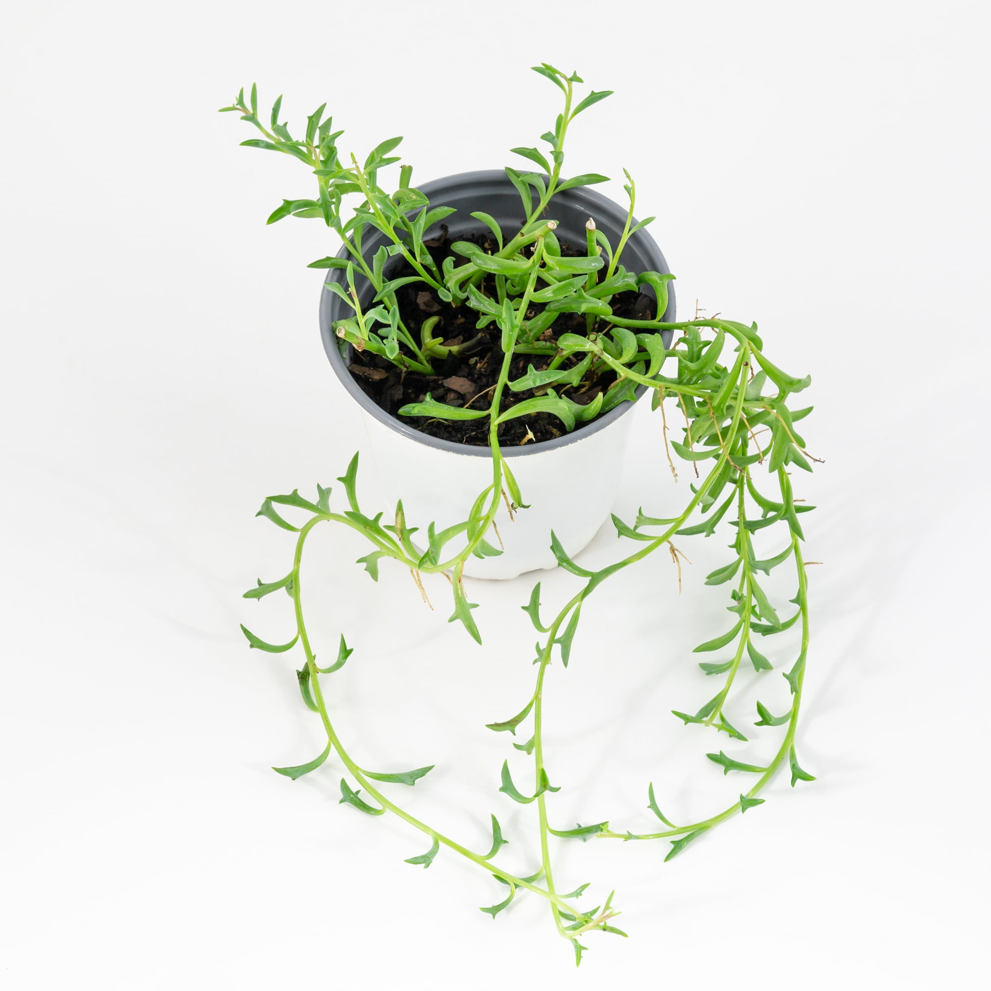 4 in String of Dolphins Live Houseplant with Bright Indirect Sunlight - 3 Piece