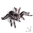thumbnail image 4 of 20 Piezas 9,5 cm Gran Falso Juguete Modelo de Insecto Araña Realista Divertido Accesorio Aterrador de Halloween, 4 of 5