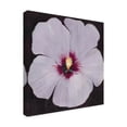 thumbnail image 2 of Tim O'Toole 'Hibiscus Portrait II' Canvas Art, 2 of 3