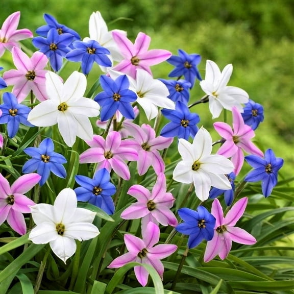 Easy to Grow Starflower Wish Upon A Star Mix 30 Plant Bulbs, Spring Zones 5-9