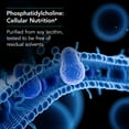 thumbnail image 4 of Nutricology Phosphatidyl Choline Supplement - Lecithin Capsules, Digestive Enzymes for Liver, Fat Digestion Support, Choline Supplements for Fatty Liver, 1540mg Softgels - 100 Count, 4 of 8