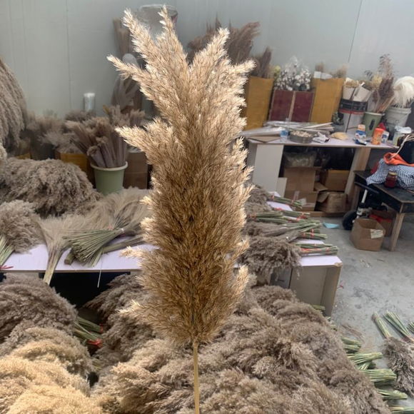 Pampas Grass