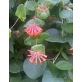 thumbnail image 6 of Dropmore Scarlet Honeysuckle by RedCrocus- Vibrant Red-Orange Clusters, Fragrant, Pollinator-Attracting, Container & Garden Plant, Deciduous, Well-Drained Soil 3 Gallon, 6 of 18